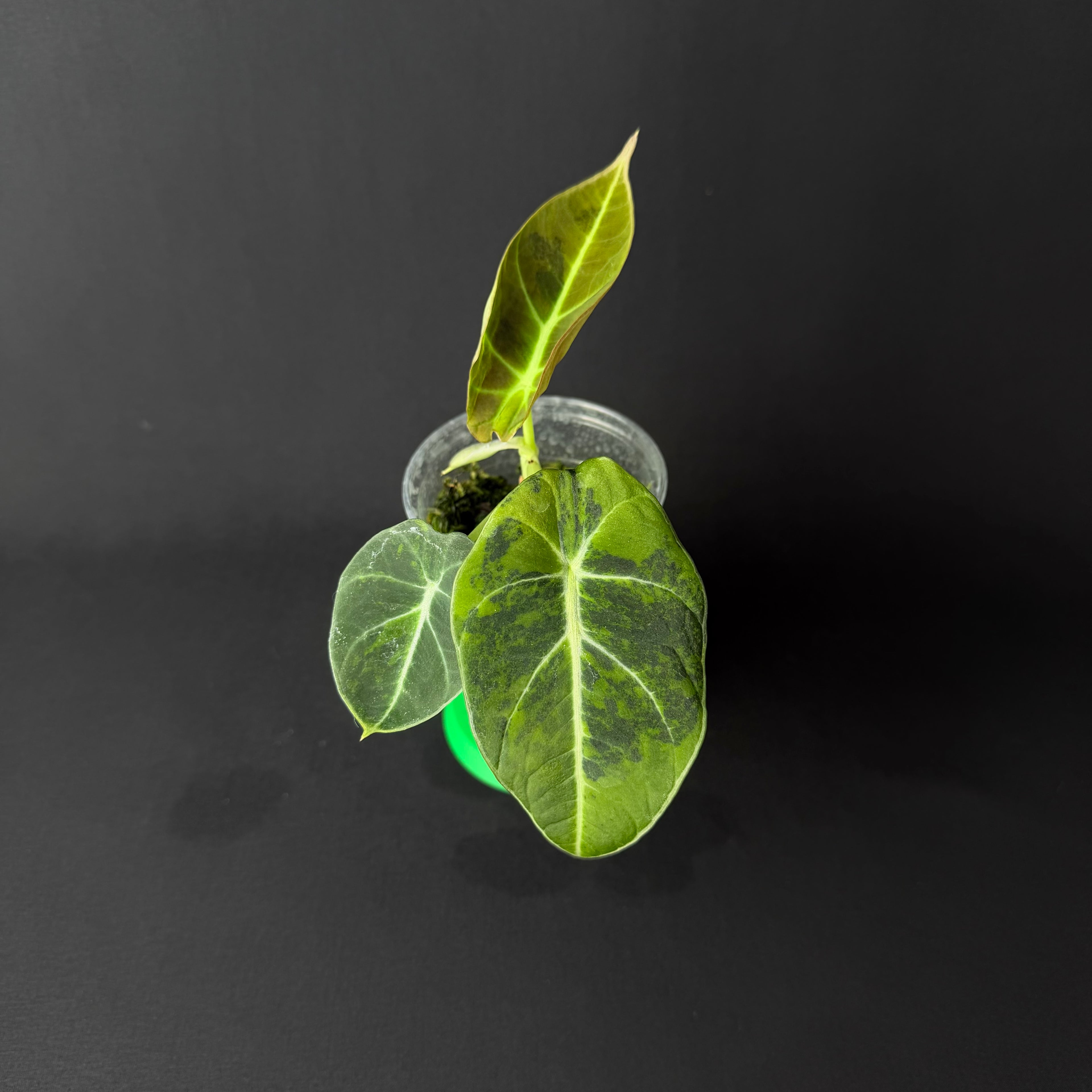 Alocasia Reginula 'Black Velvet' Gold Variegata #2