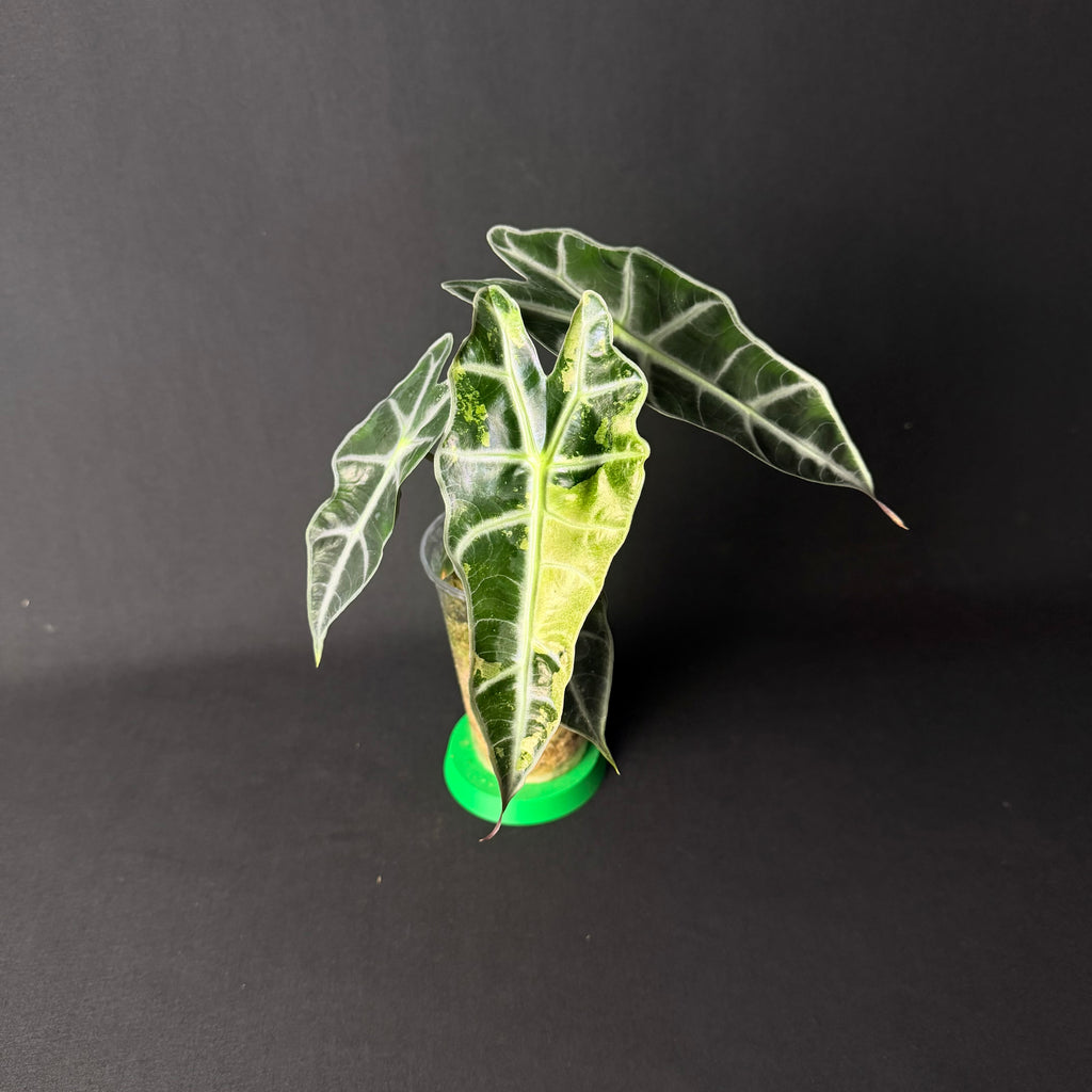 Alocasia Amazonica 'Polly' Mint Variegata #1-3