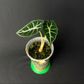 Alocasia Mandalay (Parasol) #1-2
