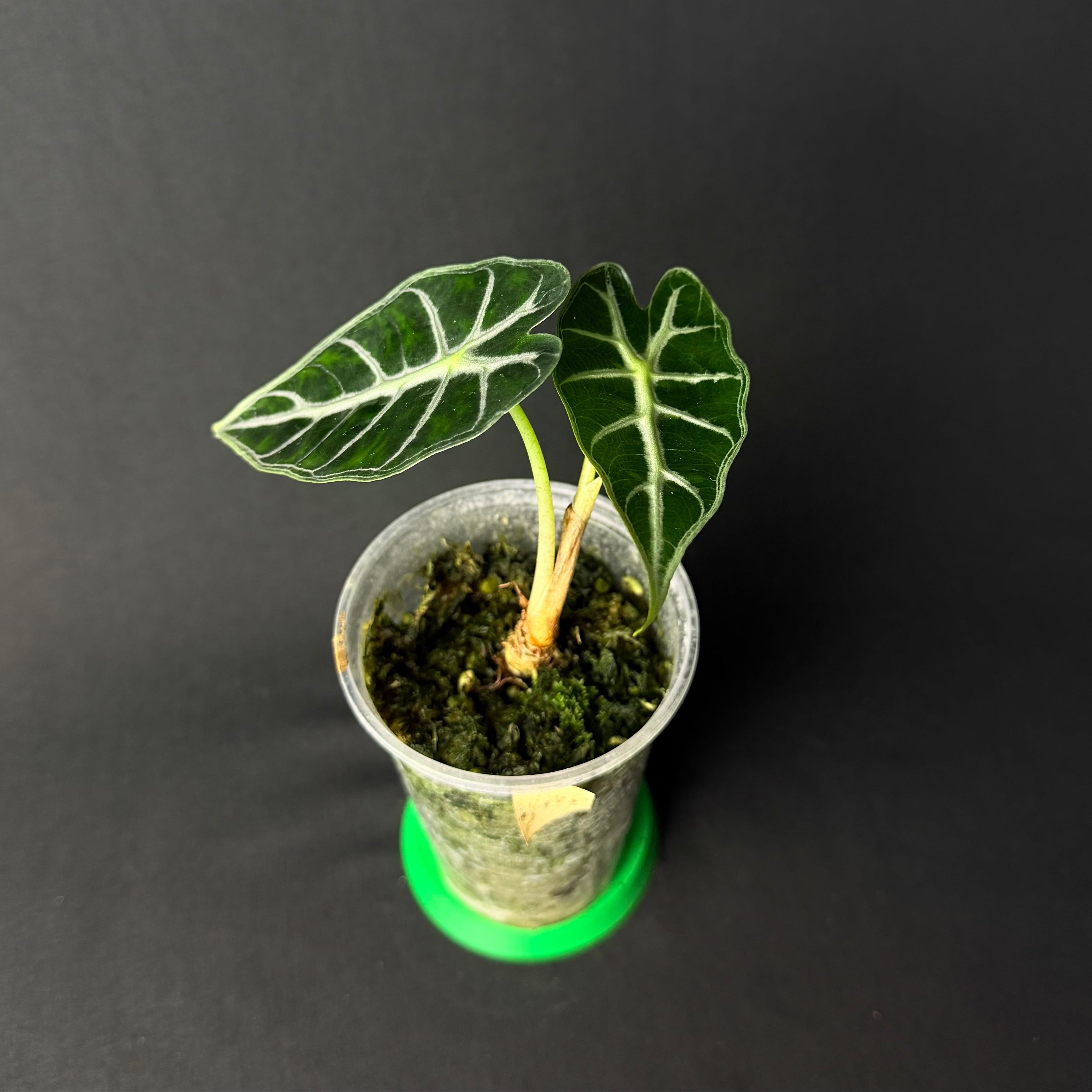 Alocasia Mandalay (Parasol) #1-2