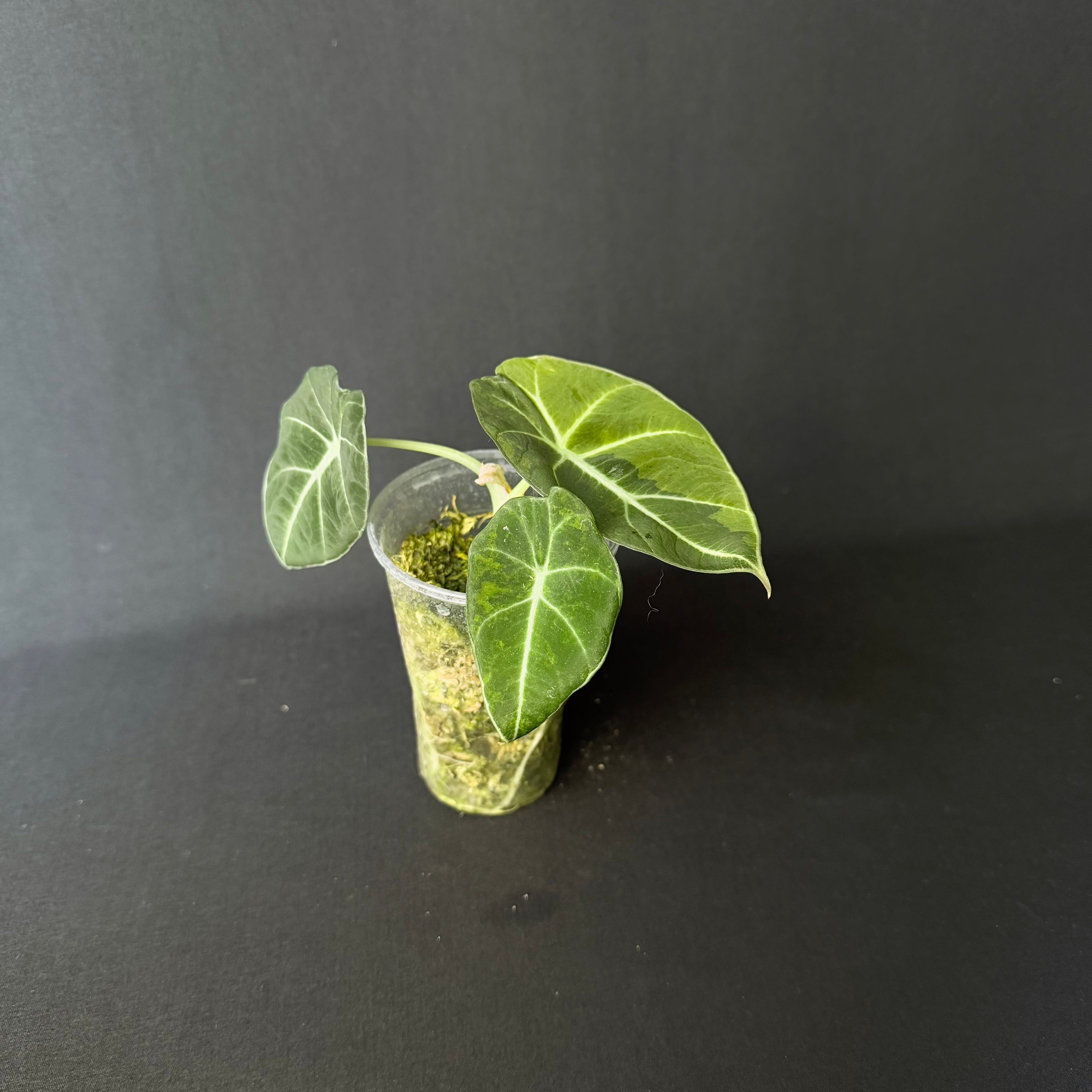 Alocasia Reginula 'Black Velvet' Gold Variegata #5