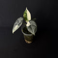 Alocasia Maharani Albo Variegata #6
