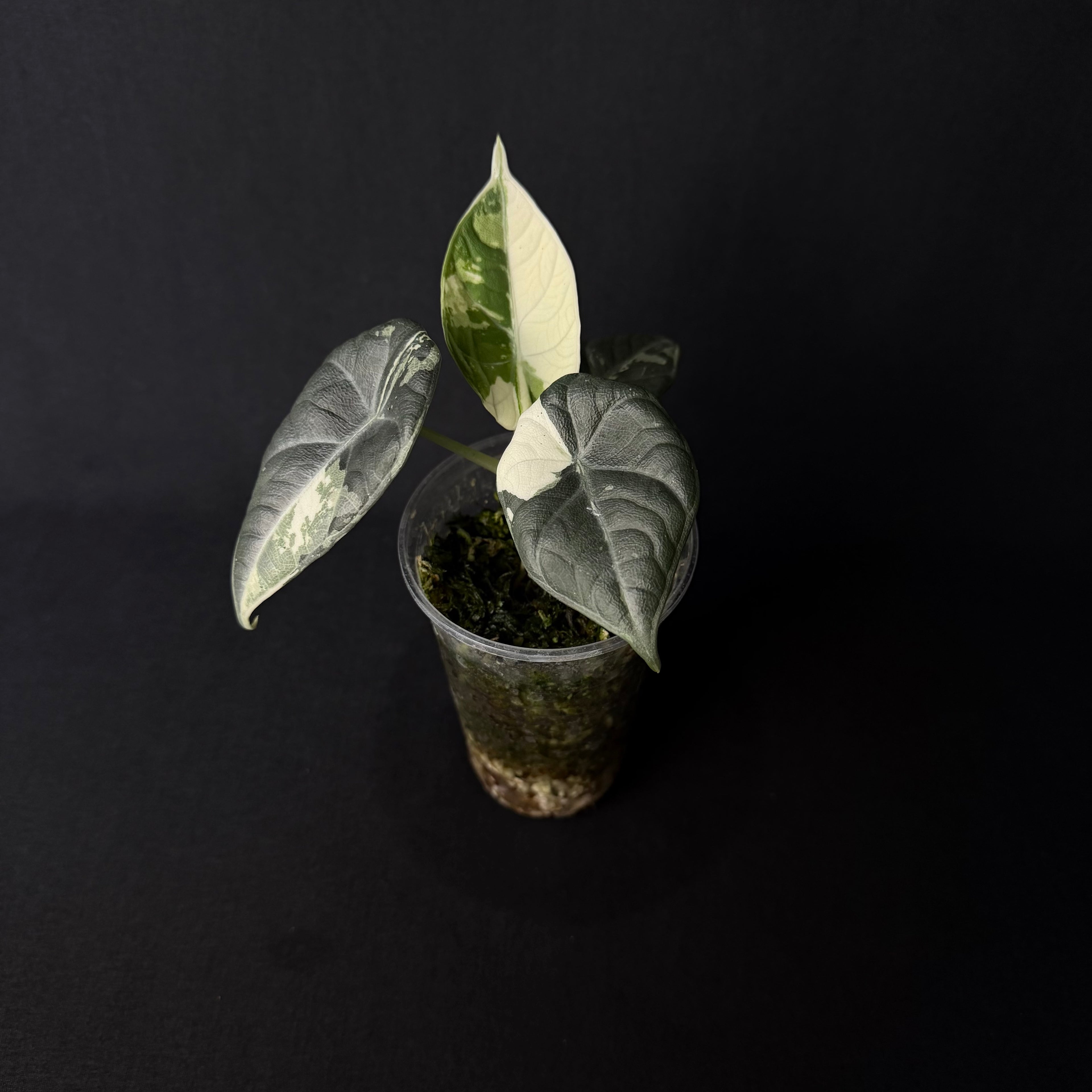Alocasia Maharani Albo Variegata #6