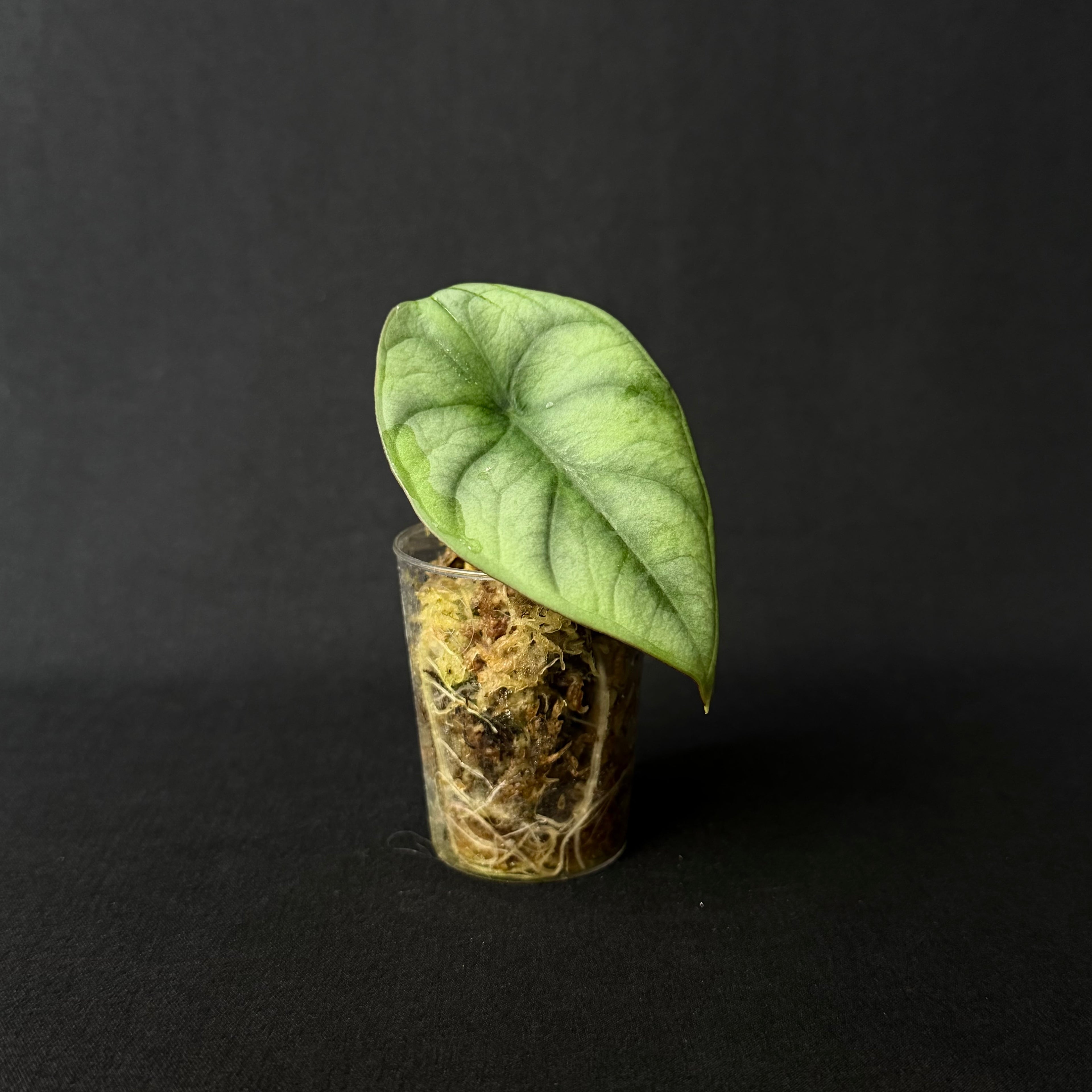 Alocasia Nebula
