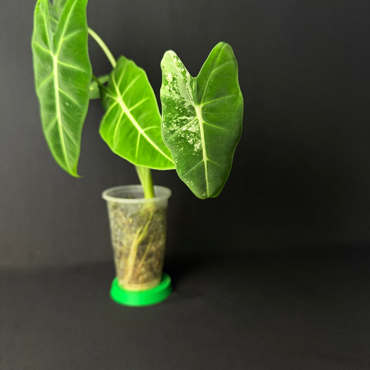 Alocasia Micholitziana 'Frydek' Variegata #2