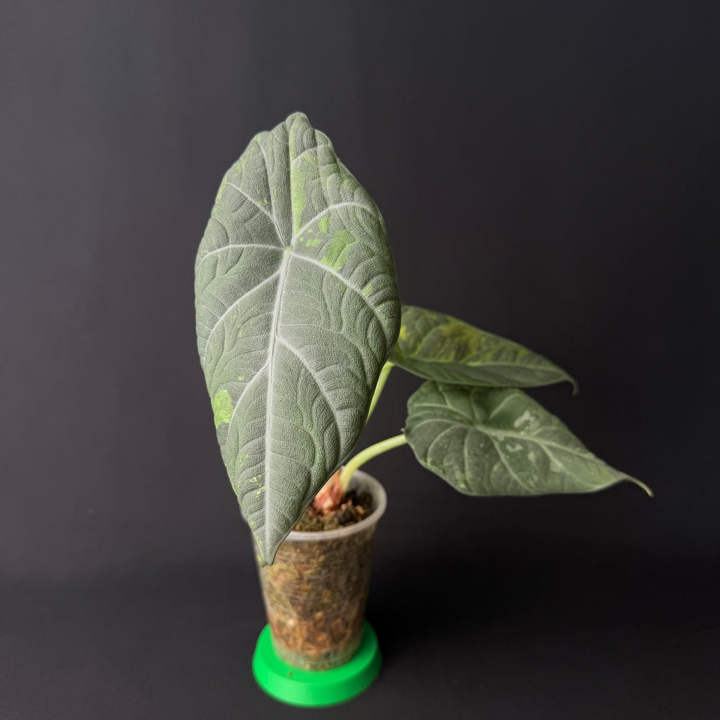 Alocasia Maharani Albo/Mint Variegata #1-3