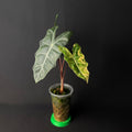 Alocasia Pseudosanderiana Aurea Variegata #1