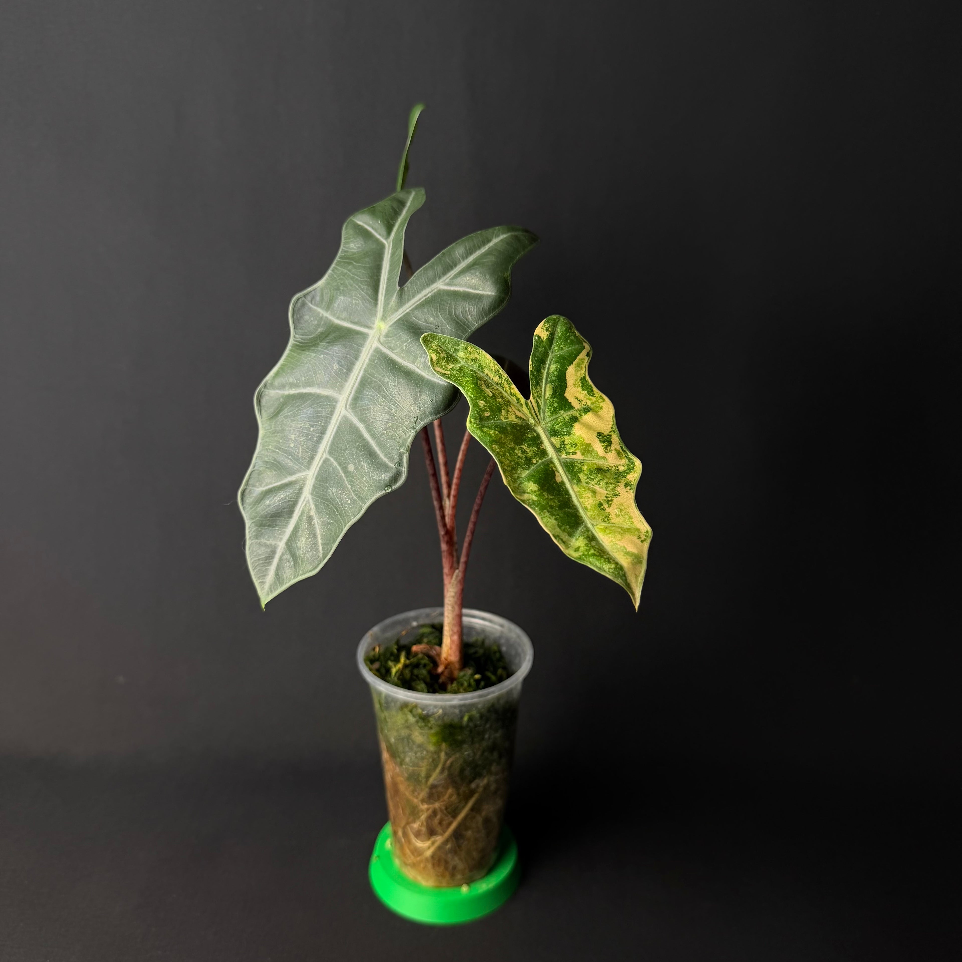 Alocasia Pseudosanderiana Aurea Variegata #1