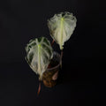 Alocasia Venom #5