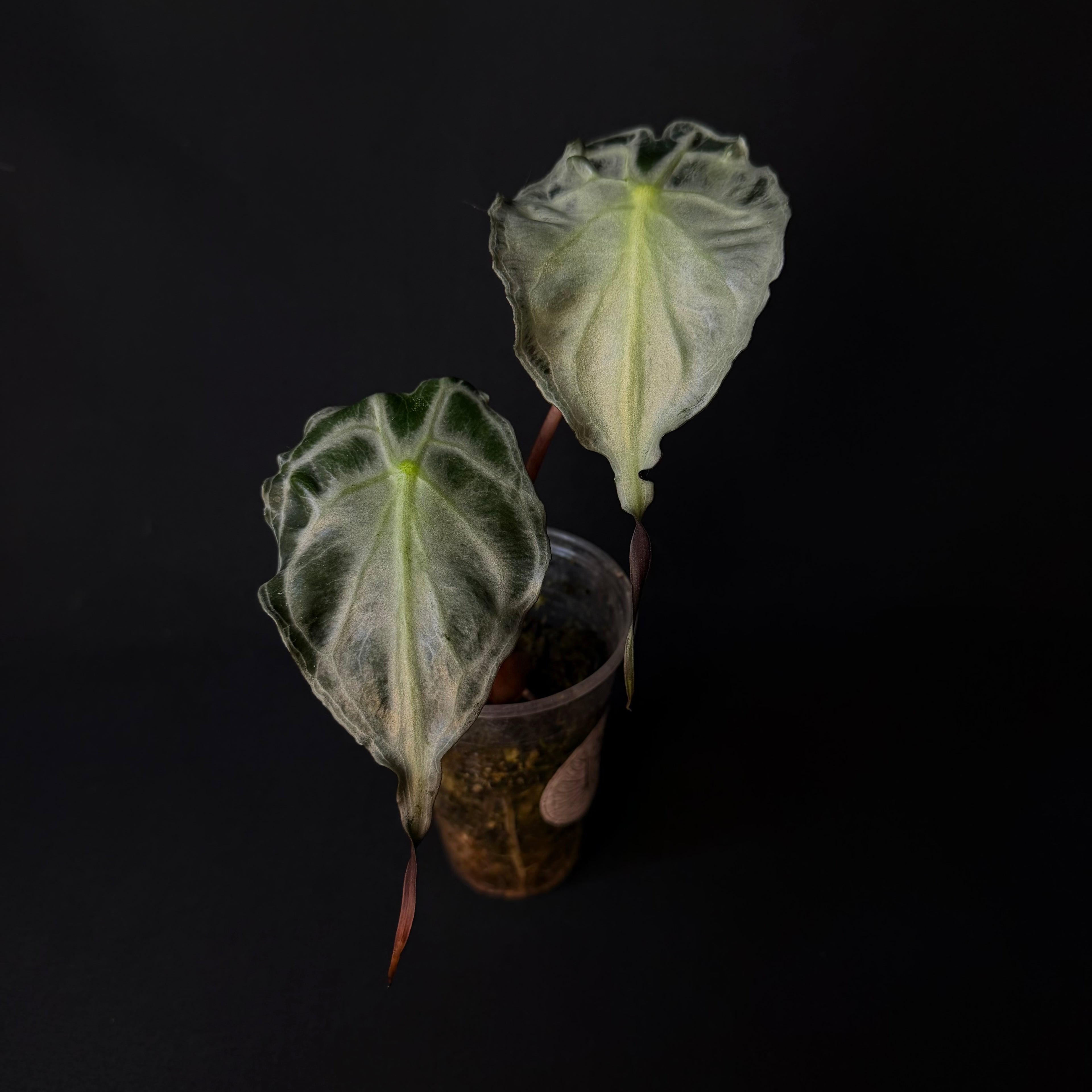 Alocasia Venom #5
