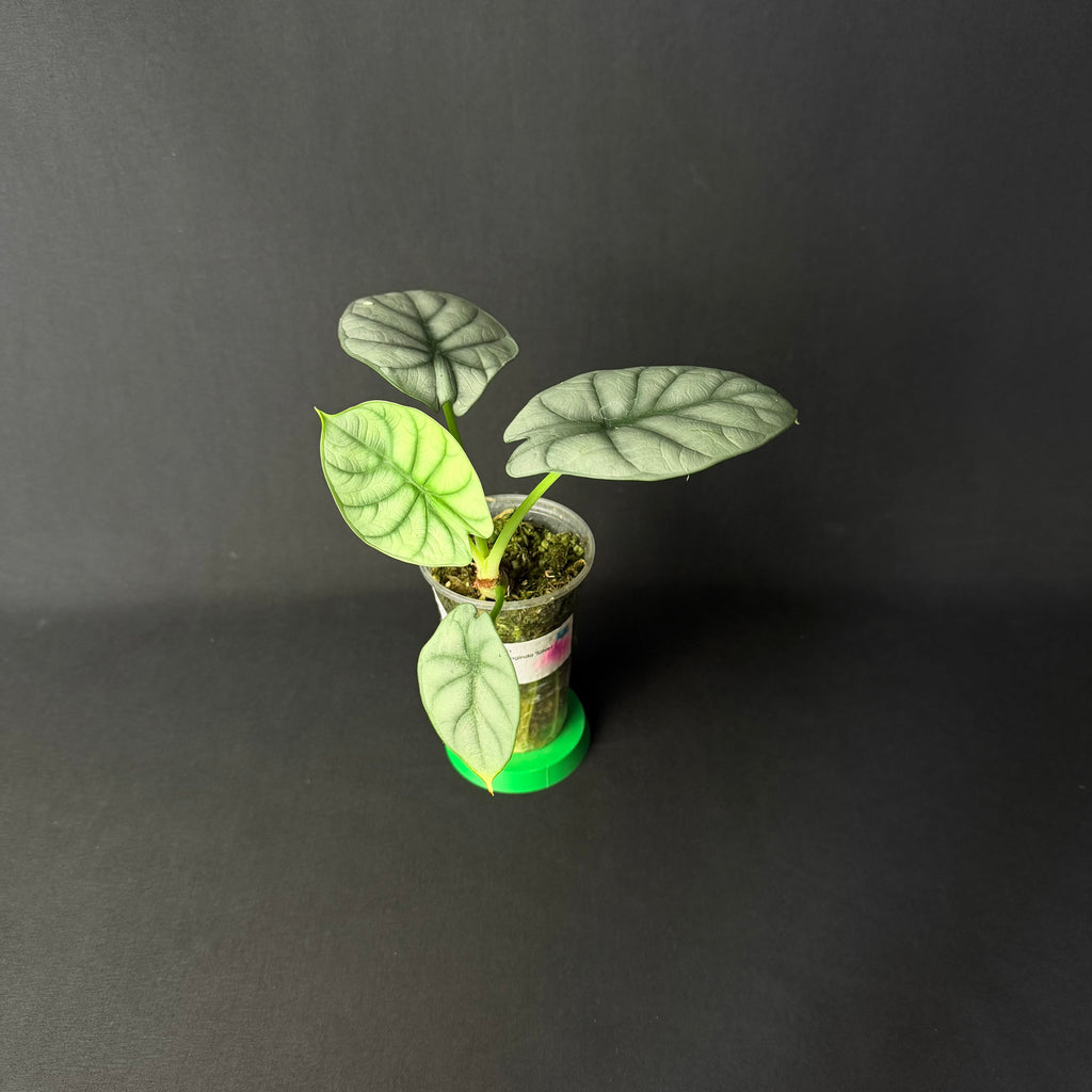 Alocasia Baginda 'Silver Dragon' #1-4