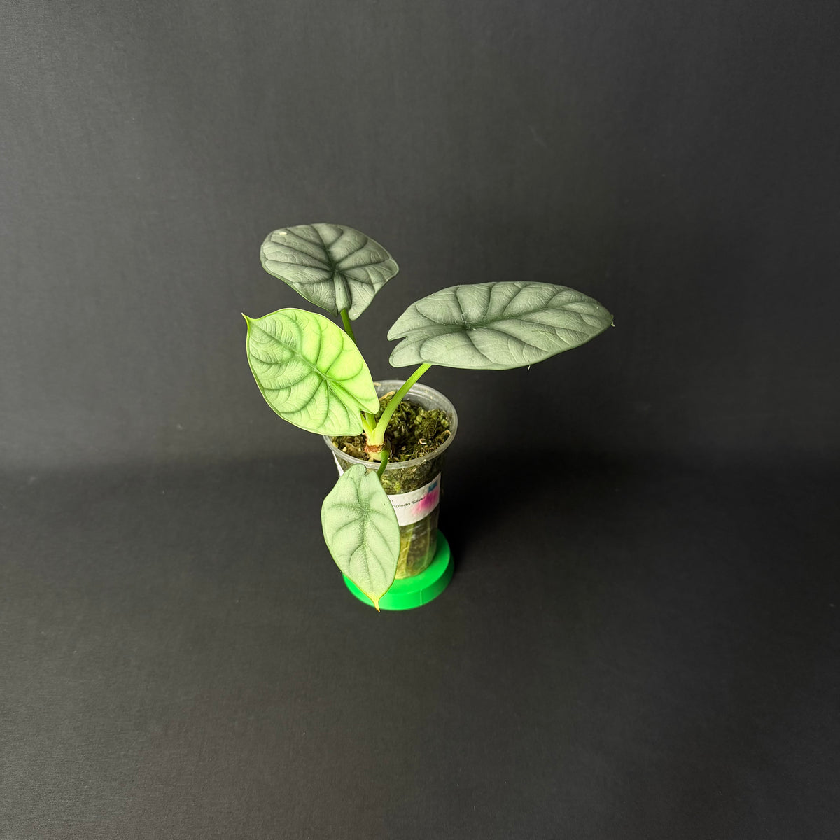 Alocasia Baginda 'Silver Dragon' #1-4
