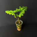Alocasia Tandurusa 'Jacklyn' #2