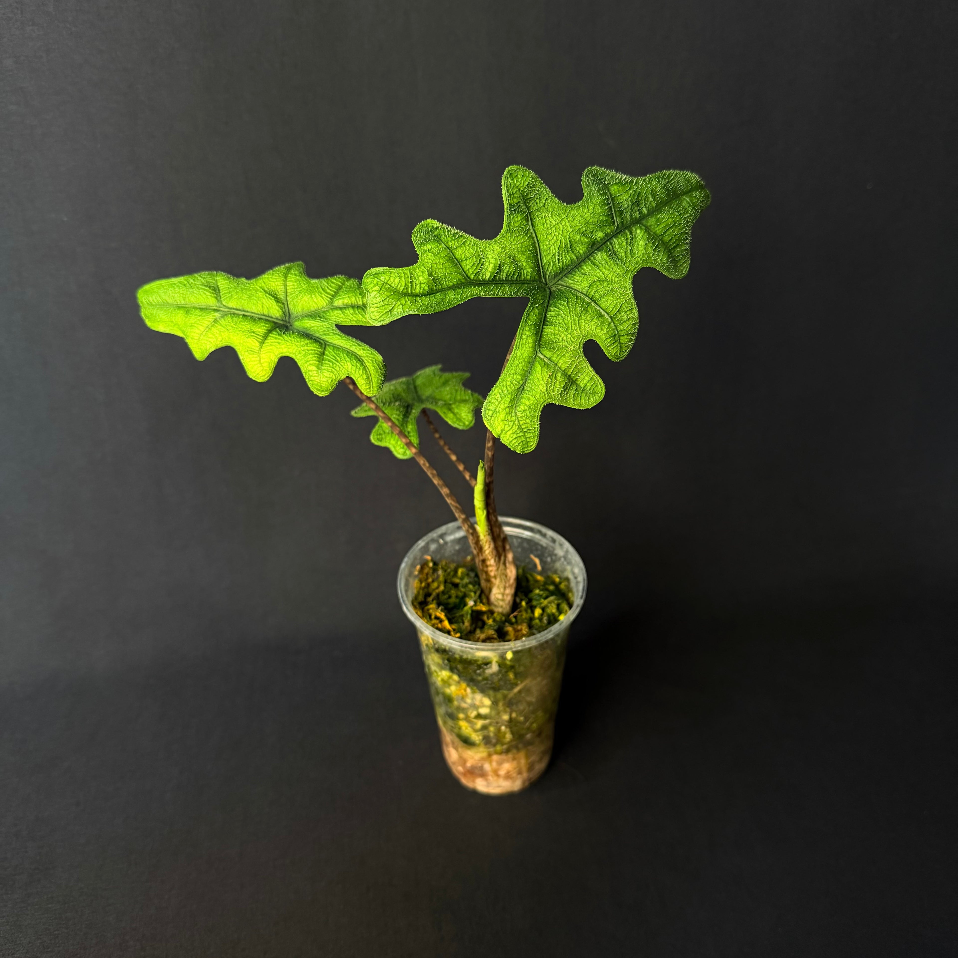 Alocasia Tandurusa 'Jacklyn' #2