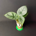 Alocasia Silver Streak | Baginda 'Silver Dragon' x Reginae #1-2