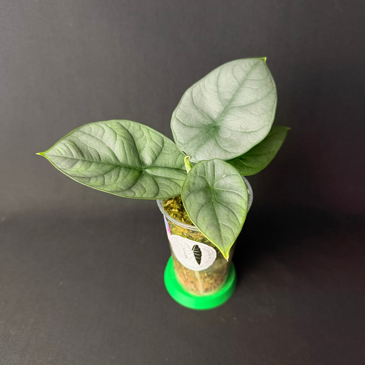 Alocasia Silver Streak | Baginda 'Silver Dragon' x Reginae #1-2