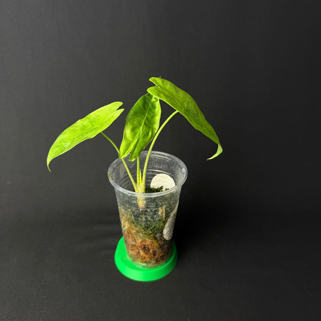 Alocasia Longiloba Lava Variegata #1