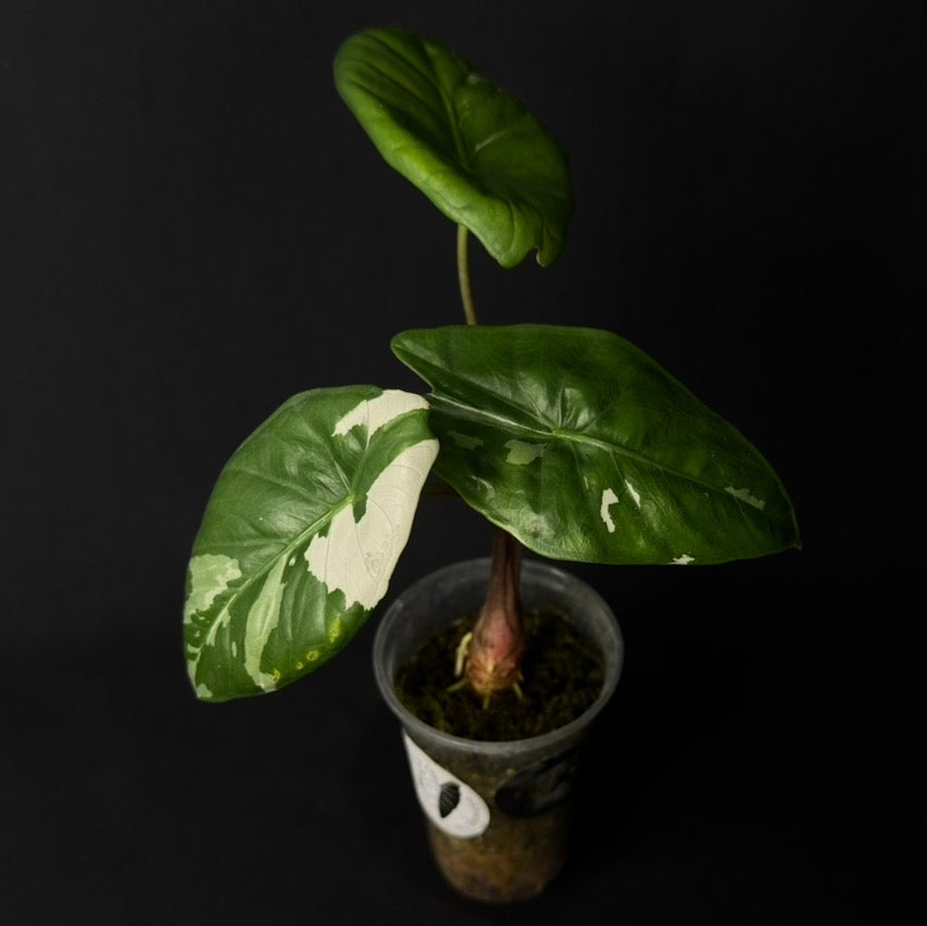 Alocasia Fornicata Albo Variegata #4