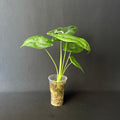 Alocasia Longiloba Albo Variegata #1