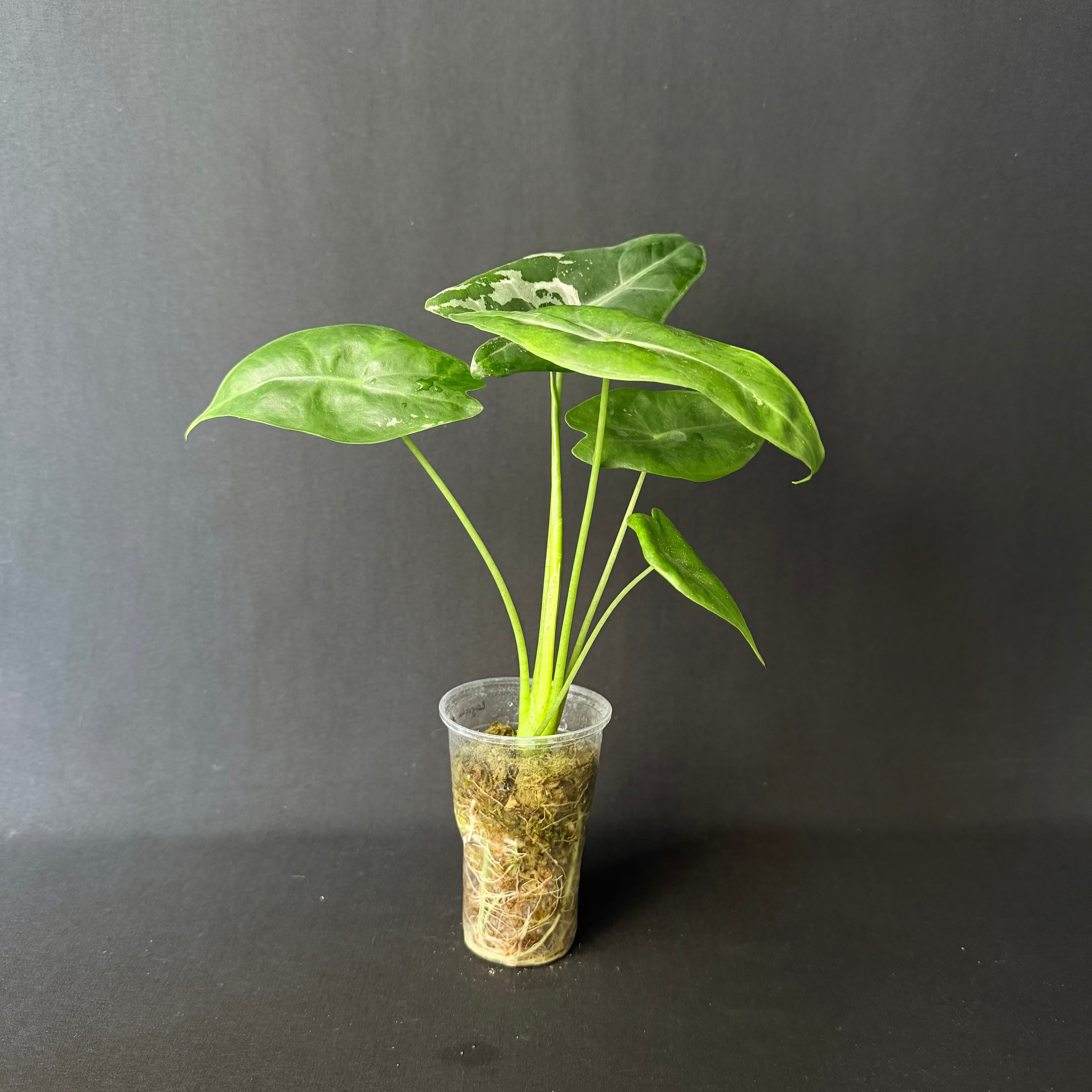 Alocasia Longiloba Albo Variegata #1