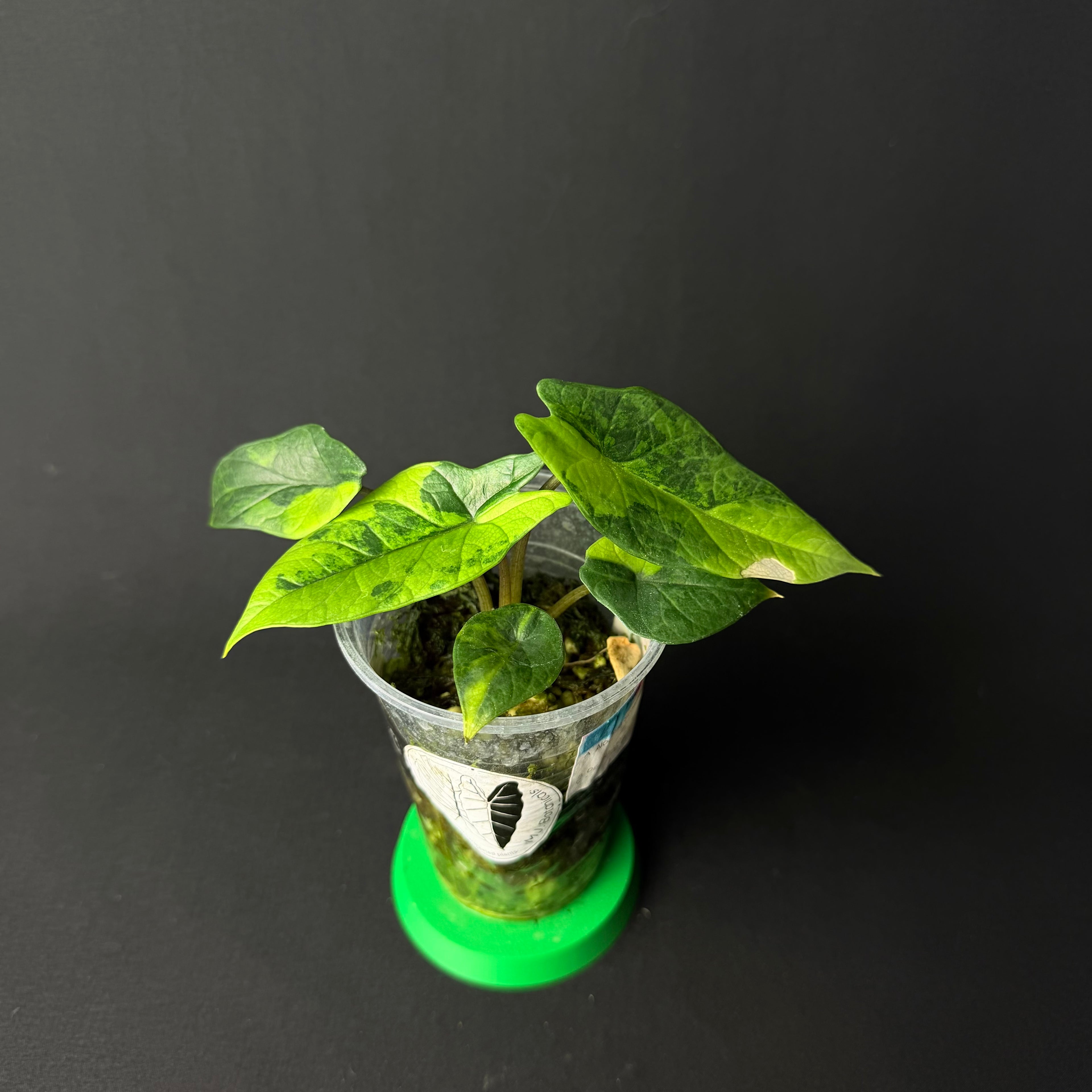 Alocasia Scalprum Aurea Variegata #1-2