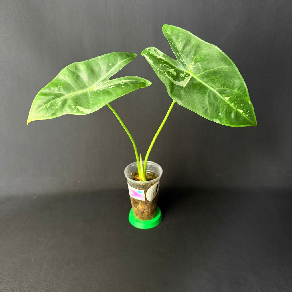 Alocasia Longiloba Albo Variegata #1-3
