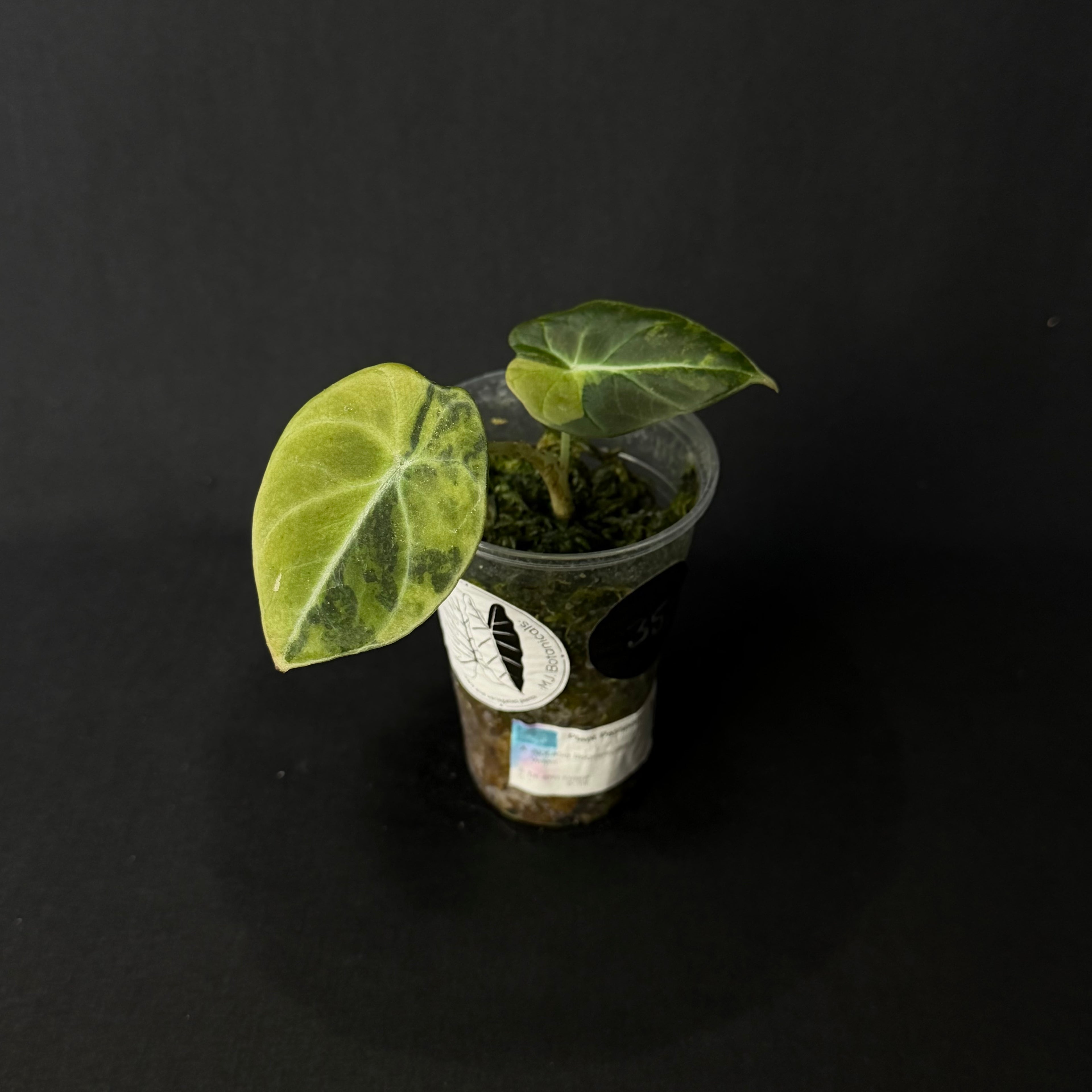Alocasia Reginula 'Black Velvet' Gold Variegata #3