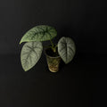 Alocasia Melo