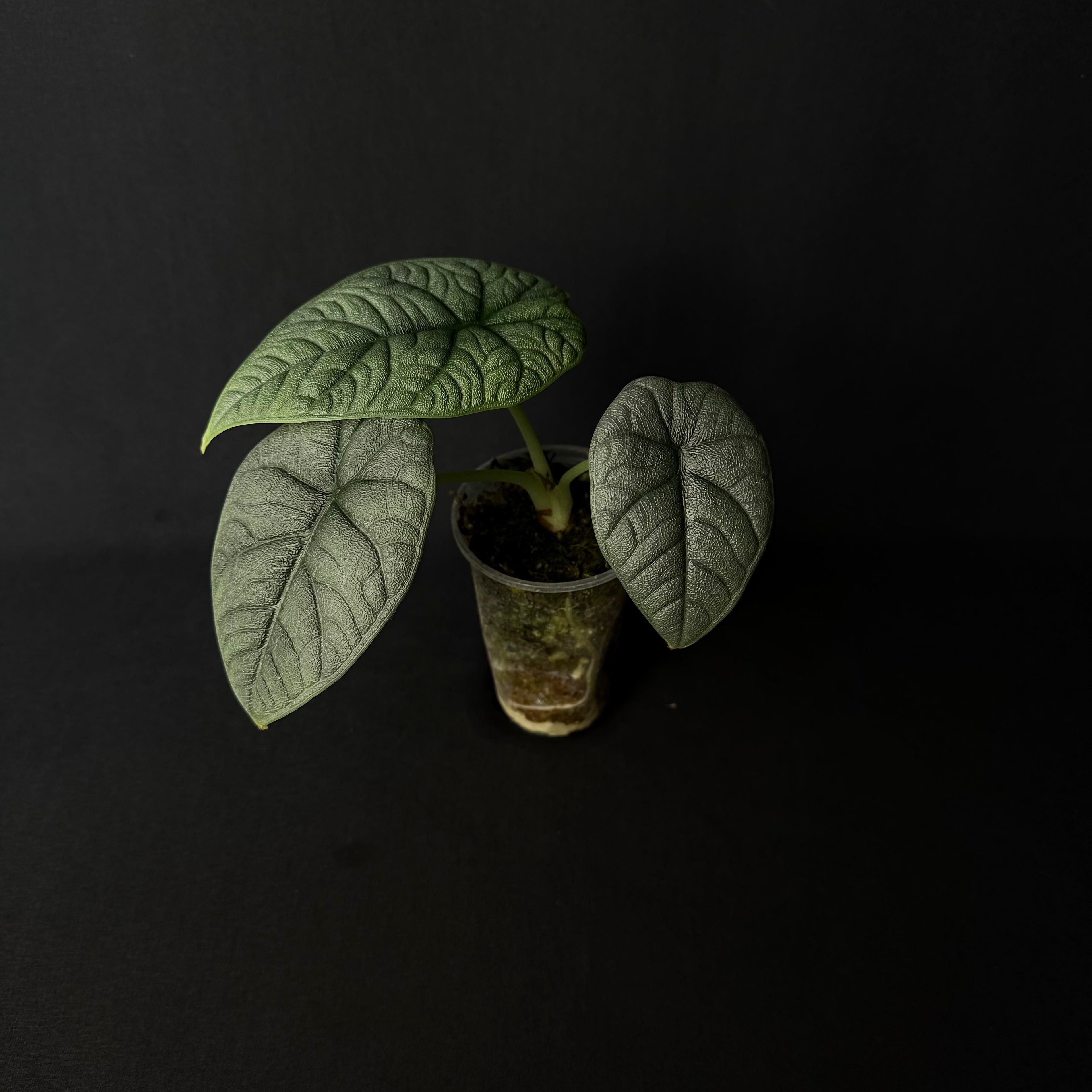 Alocasia Melo