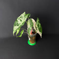 Alocasia Nairobi Nights Albo/Pink Variegata #2