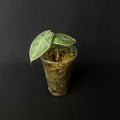 Alocasia Ivery Coast #4