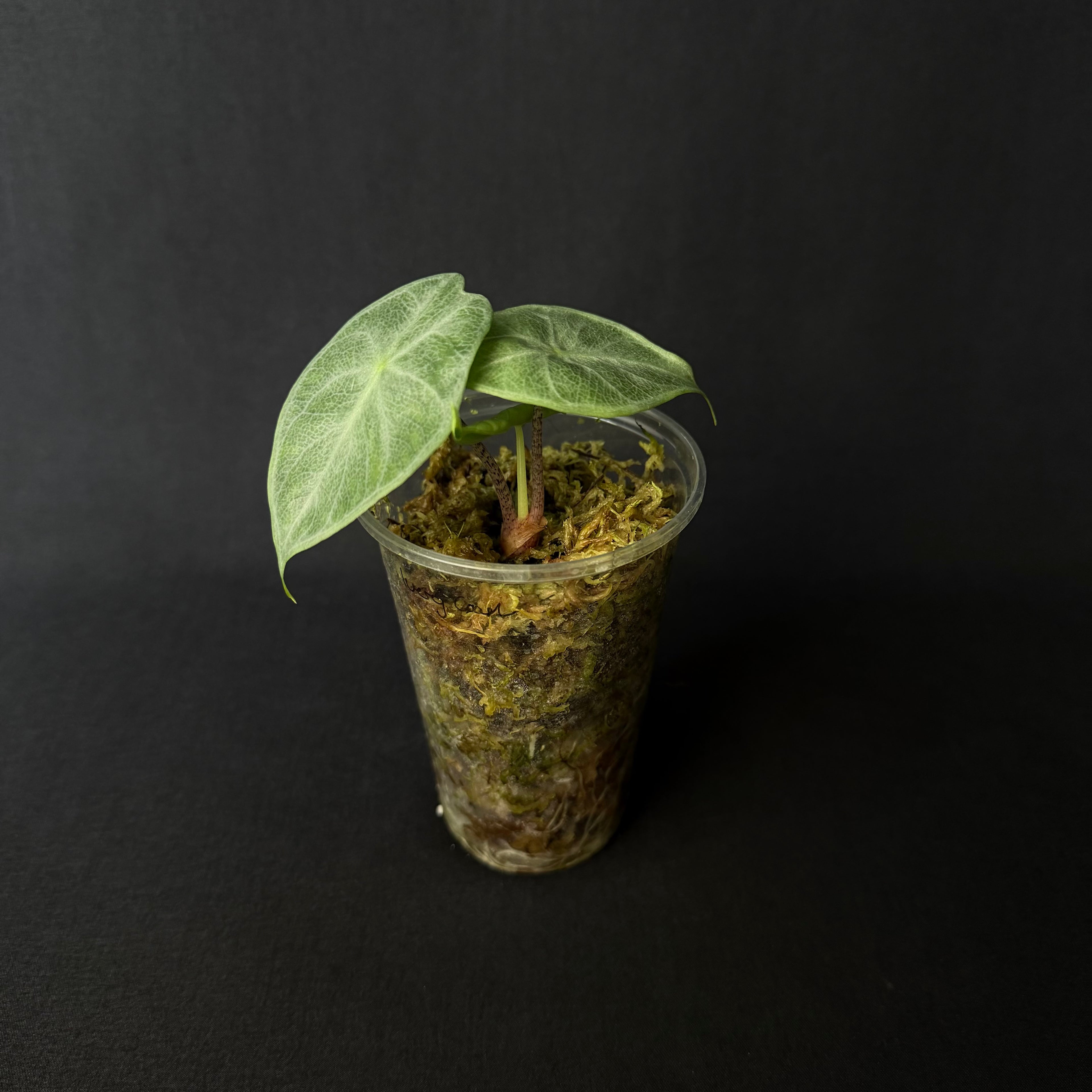 Alocasia Ivery Coast #4
