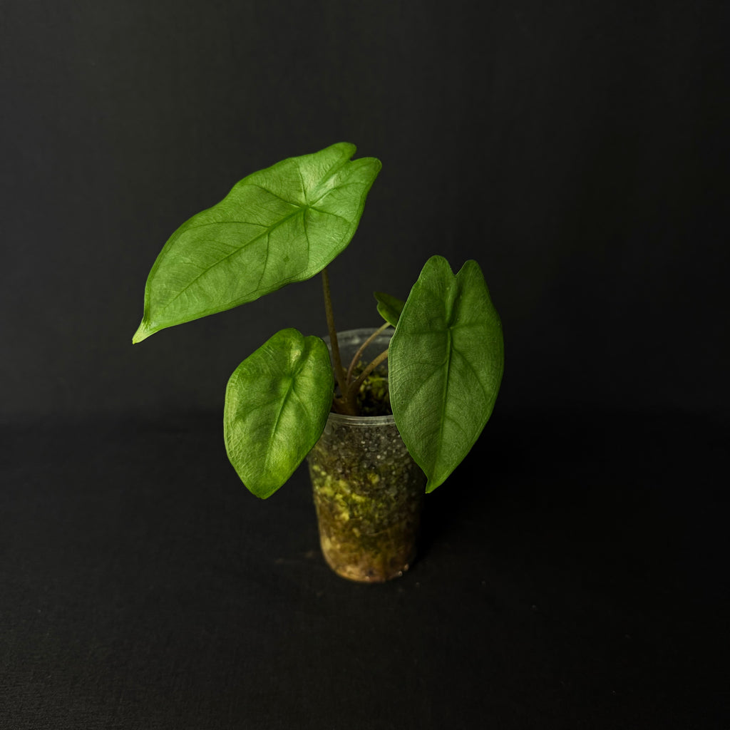 Alocasia Heterophylla ´Corazon´#1-3