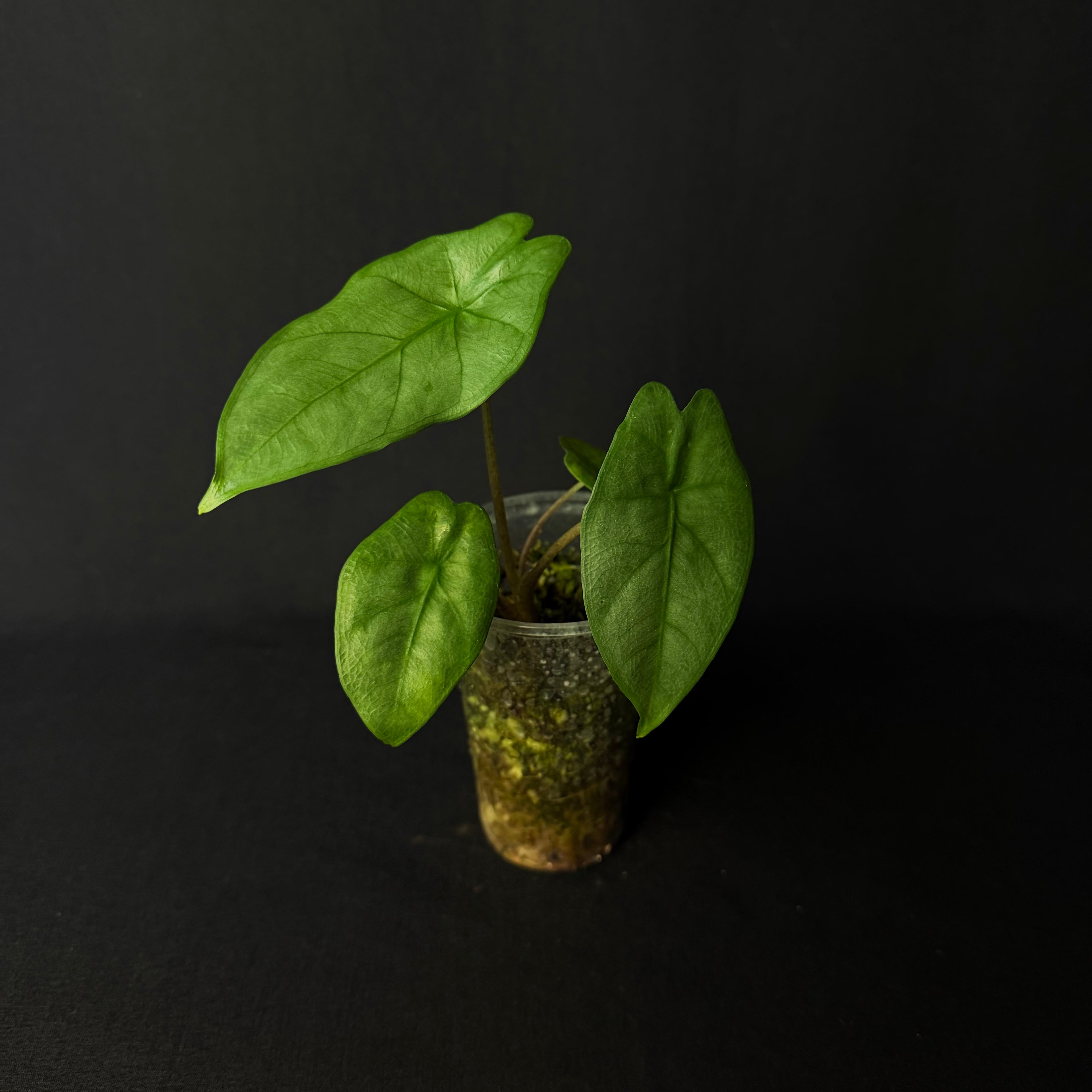 Alocasia Heterophylla ´Corazon´#1-3