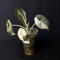 Alocasia Maharani Albo Variegata #1