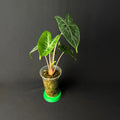 Alocasia Ivery Coast #1-3