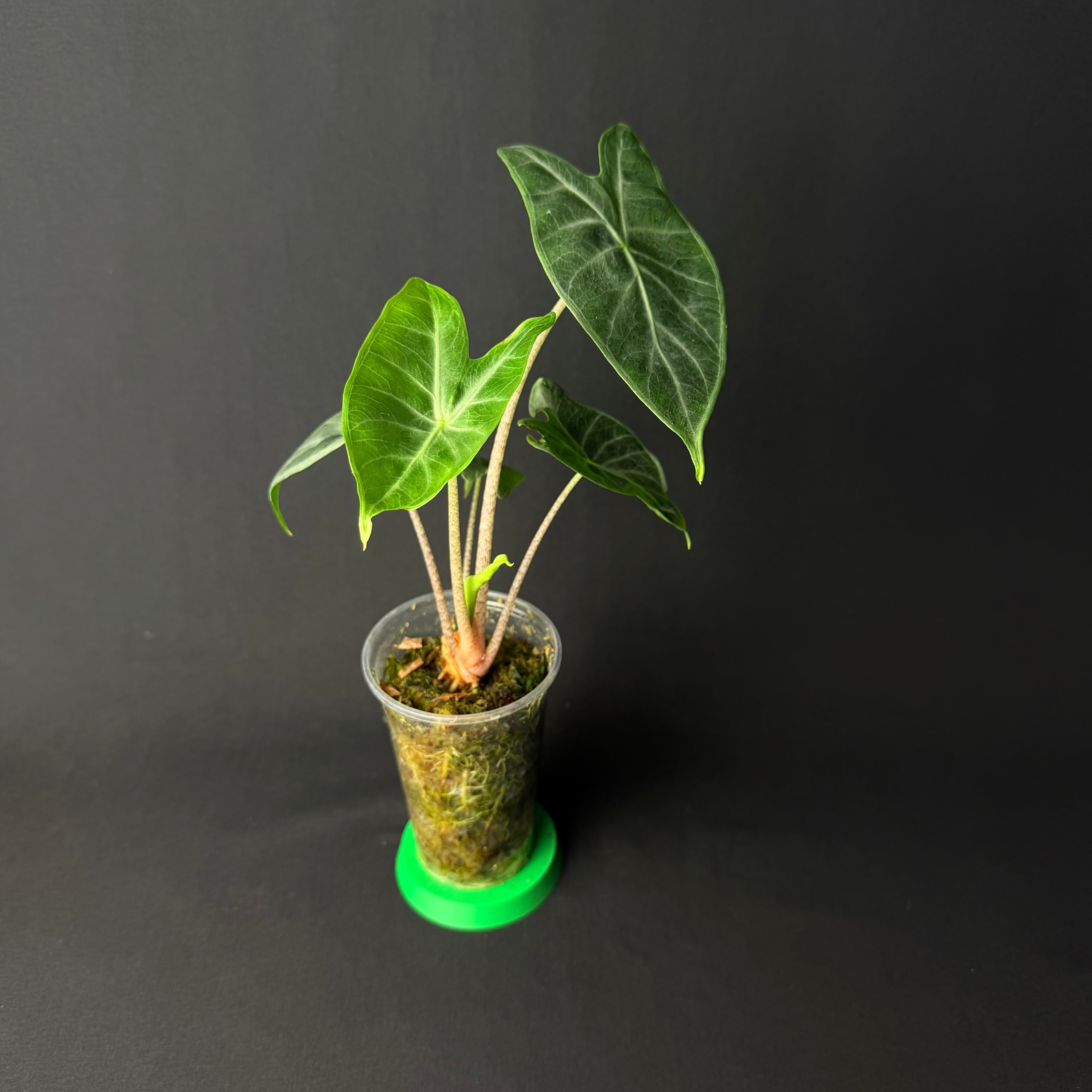 Alocasia Ivery Coast #1-3