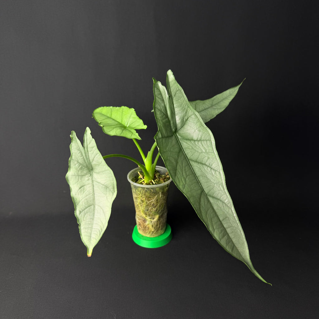 Alocasia Heterophylla Dragon's Breath #1-8
