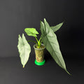 Alocasia Heterophylla Dragon's Breath #1-8