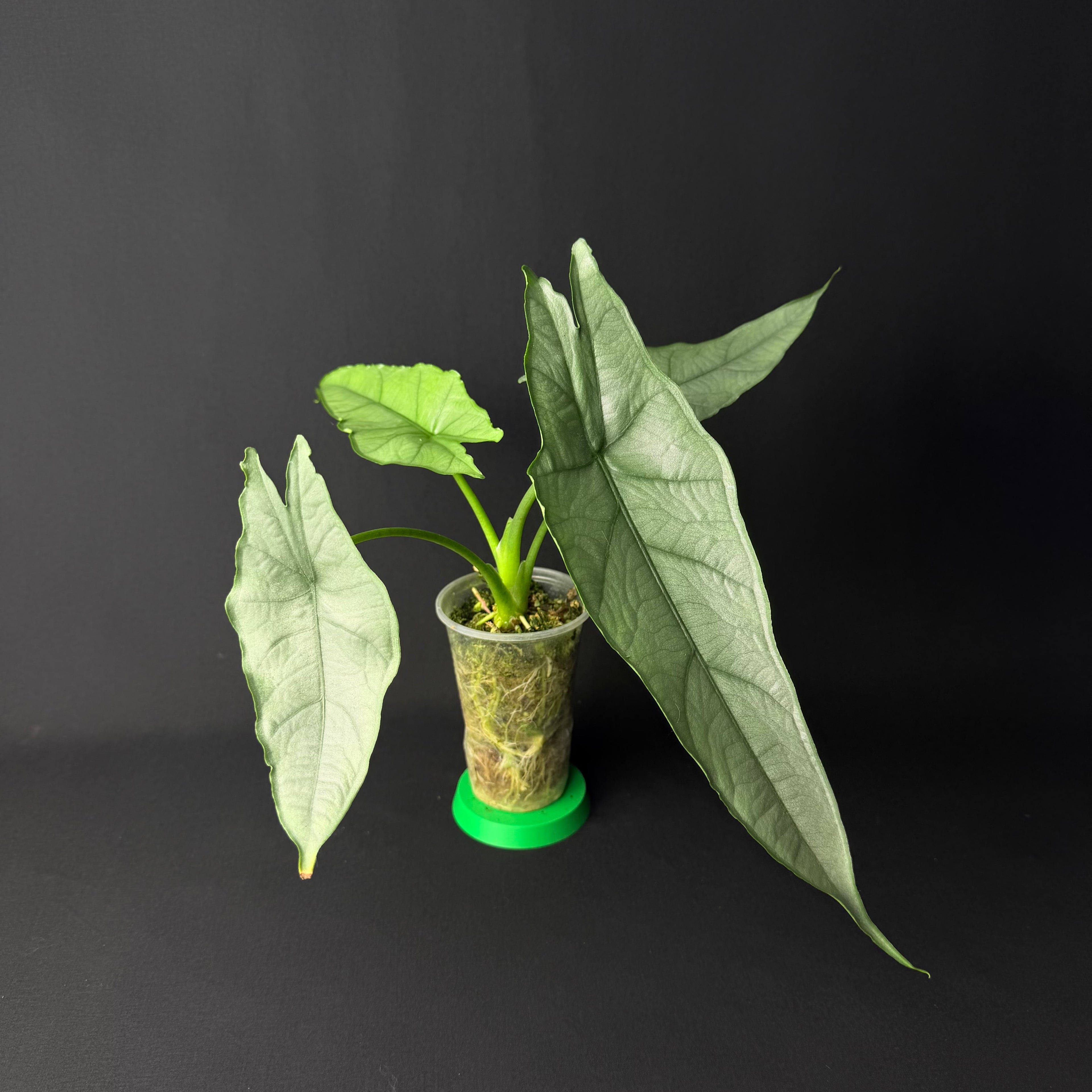 Alocasia Heterophylla Dragon's Breath #1-8
