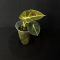 Alocasia Reginula 'Black Velvet' Gold Variegata #4