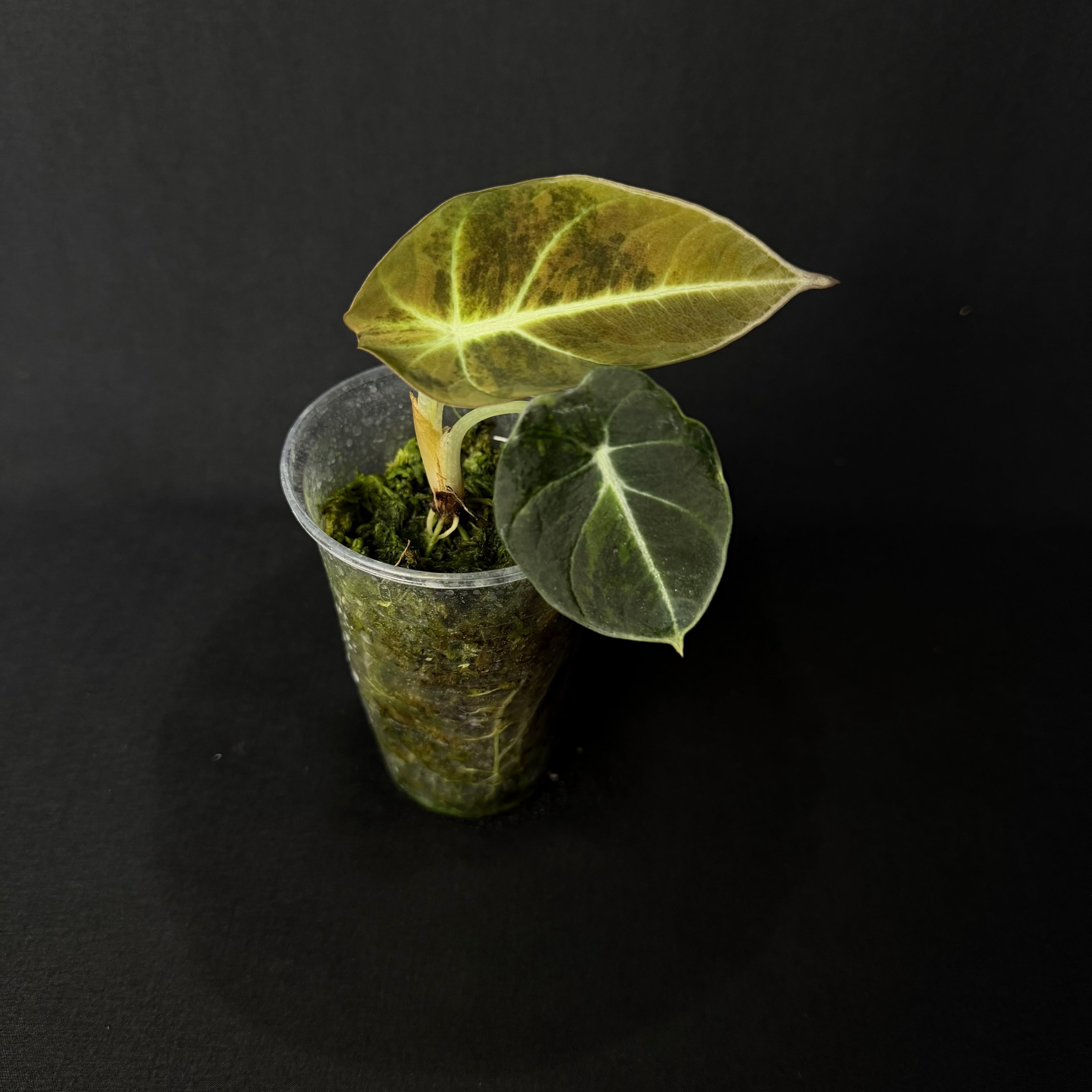Alocasia Reginula 'Black Velvet' Gold Variegata #4