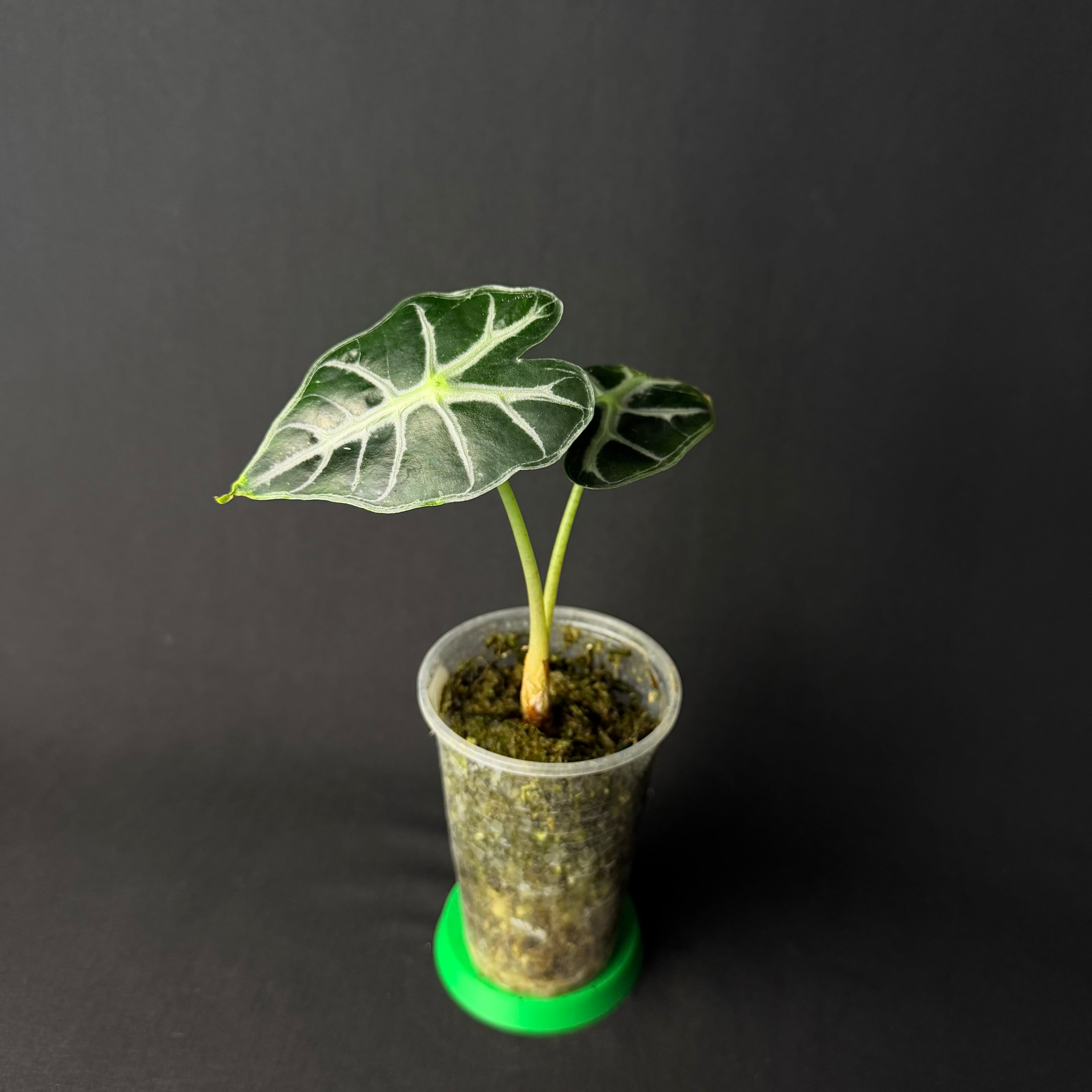 Alocasia Mandalay (Parasol) #1-2