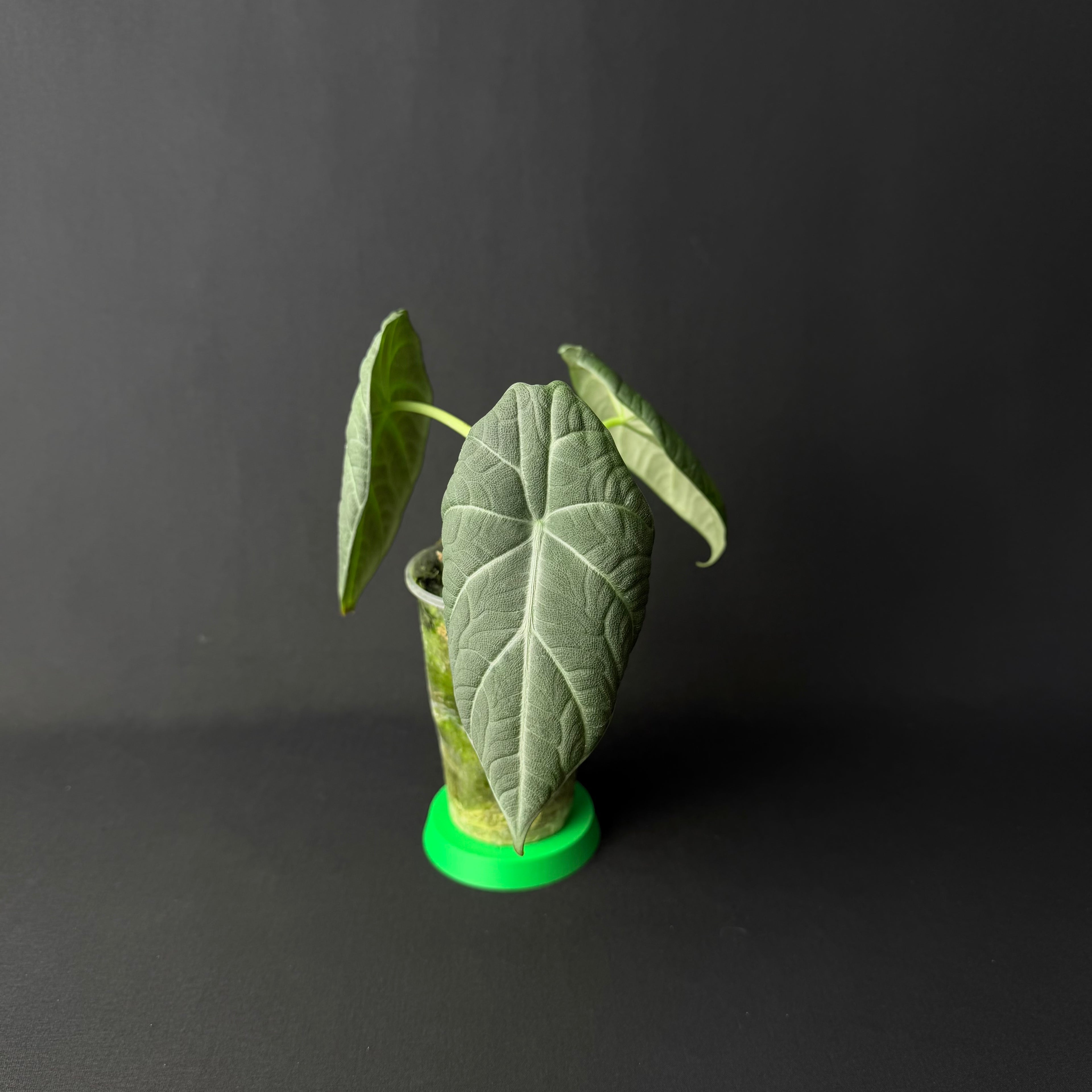 Alocasia Maharani #1-7