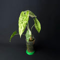 Alocasia Longiloba Thai Con Variegata