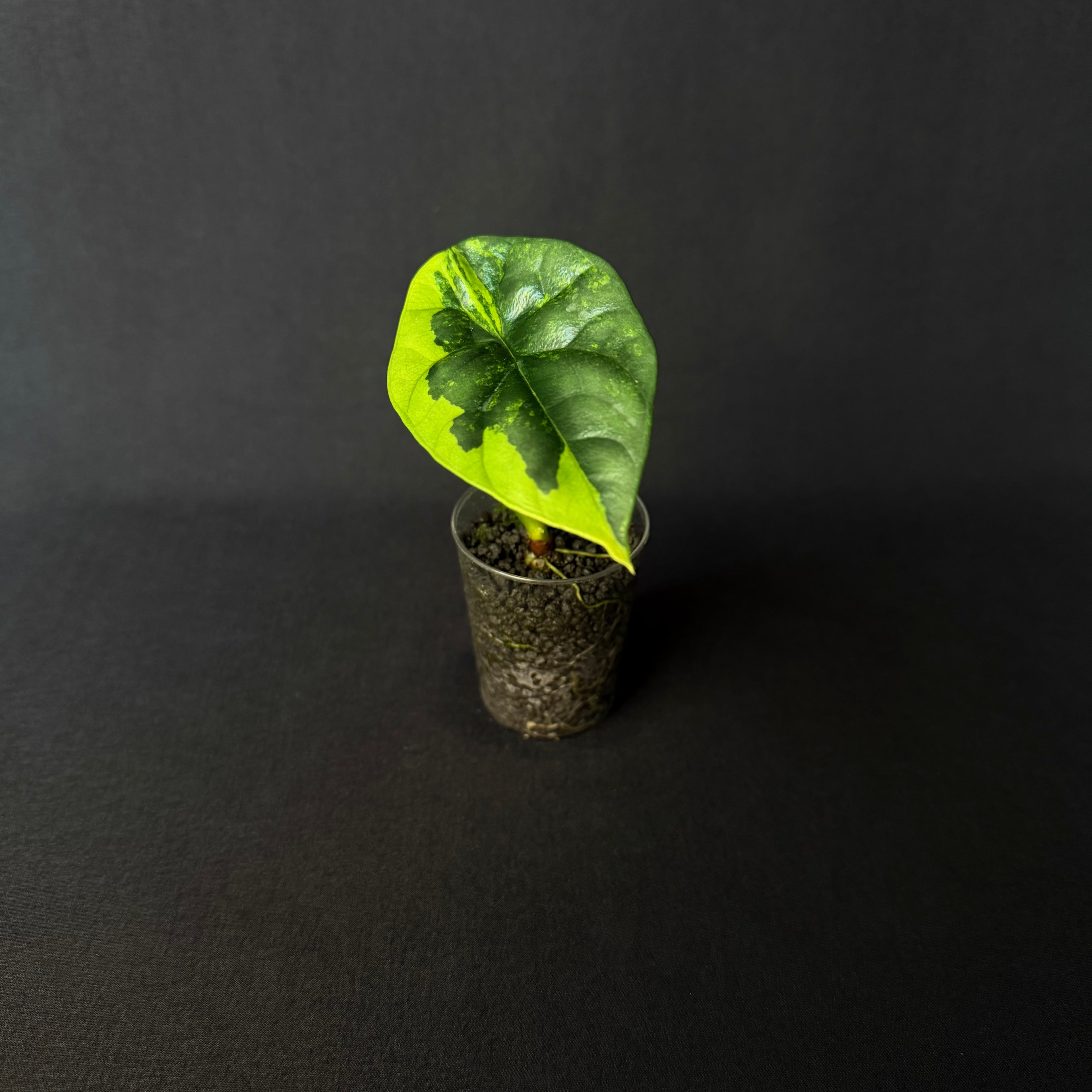 Alocasia Sinuata Aurea Variegata #4