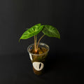 Alocasia Ivery Coast #2