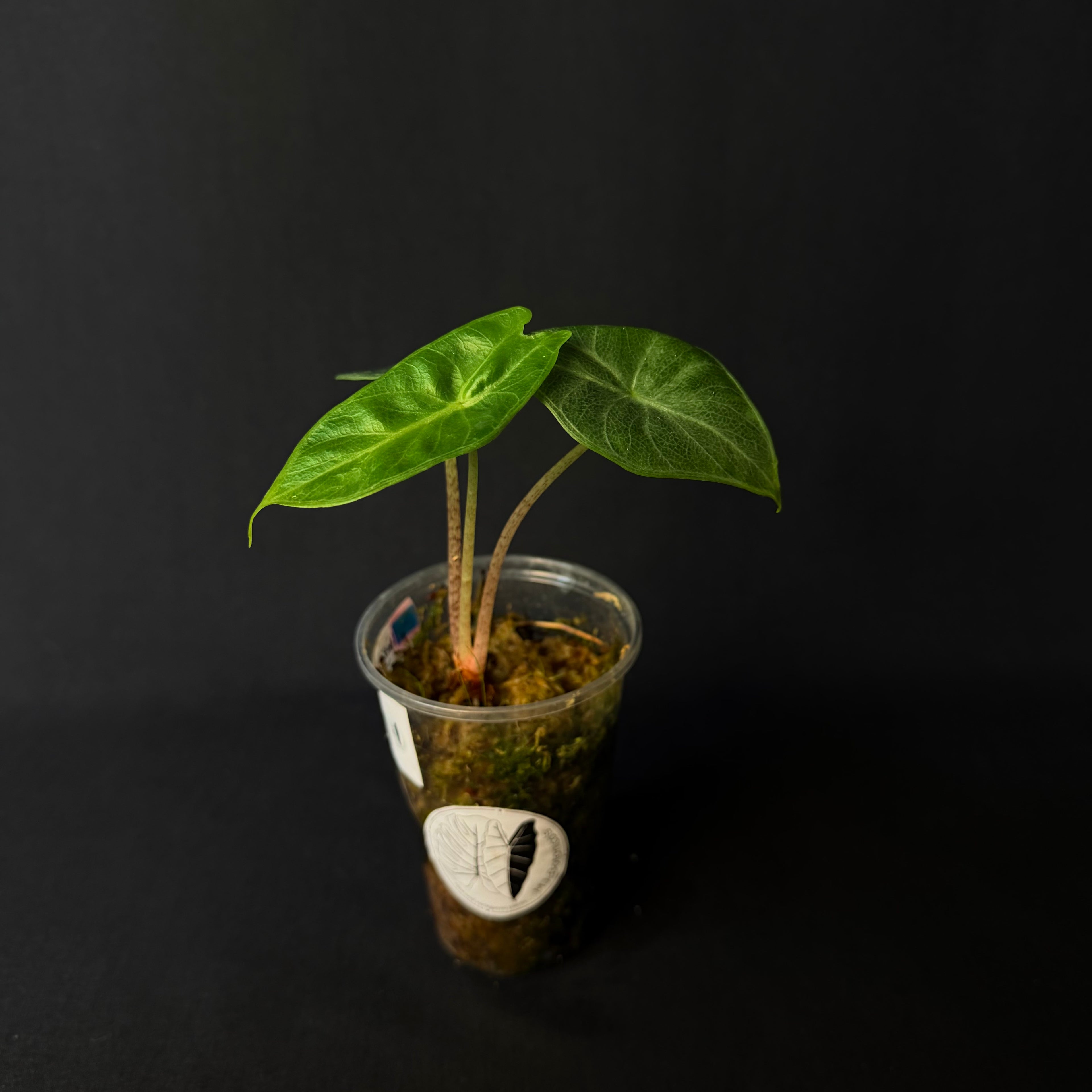 Alocasia Ivery Coast #2