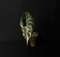 Alocasia Chantrierii Pink Variegata #5