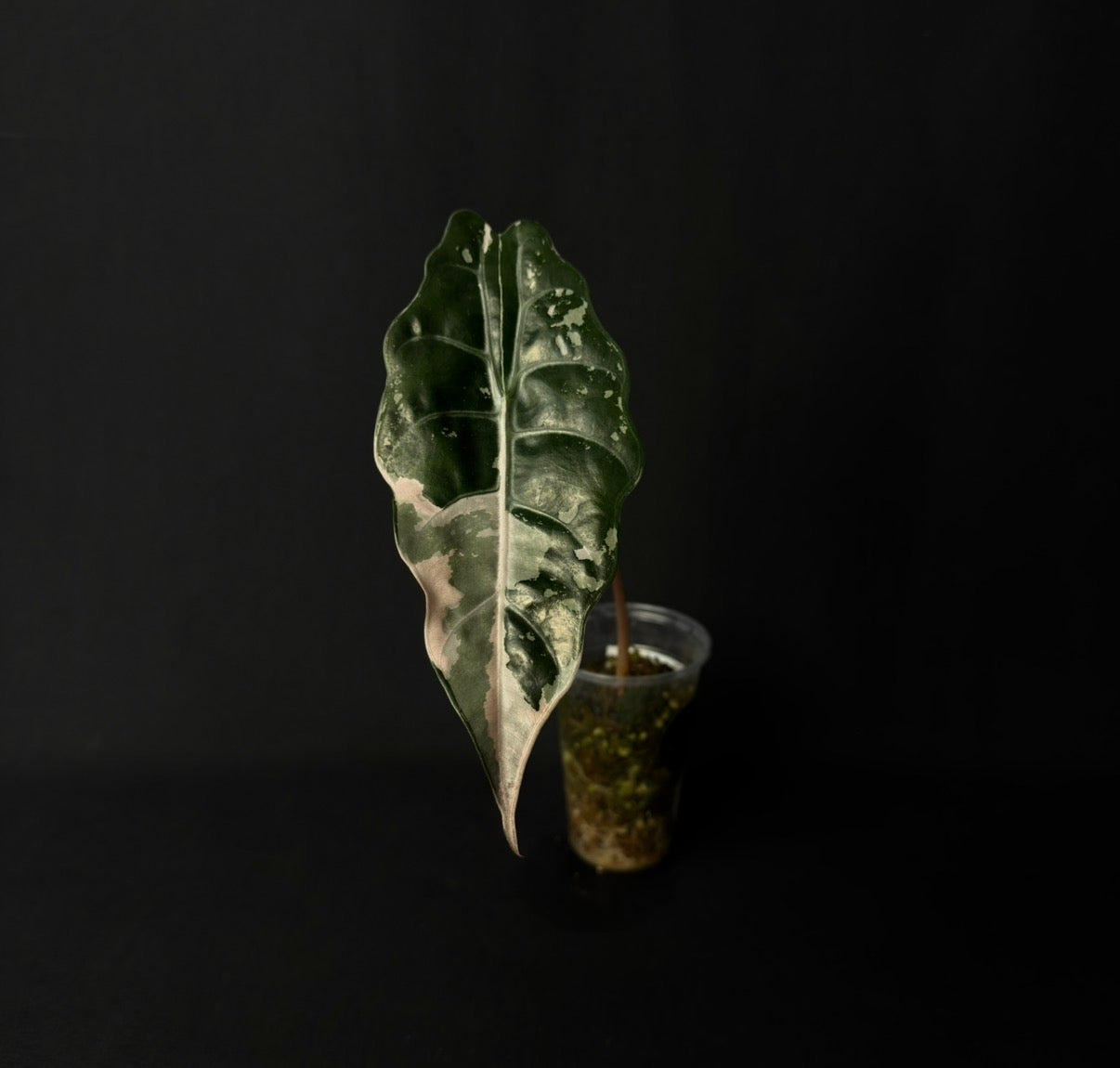 Alocasia Chantrierii Pink Variegata #5